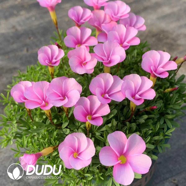 1756130442-1750385317-e201.jpg Oxalis Watercolor - Image 1
