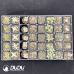 DUDU Crassula Collection 2