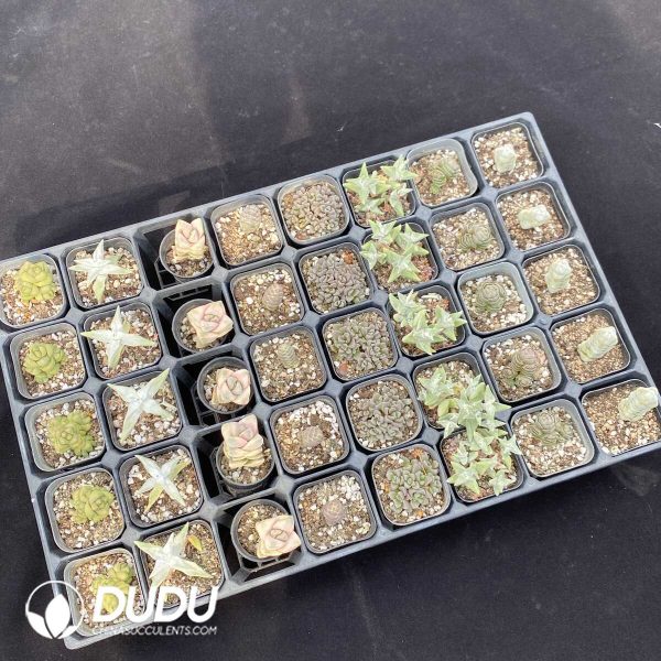 DUDU Crassula Collection 2 - Image 2