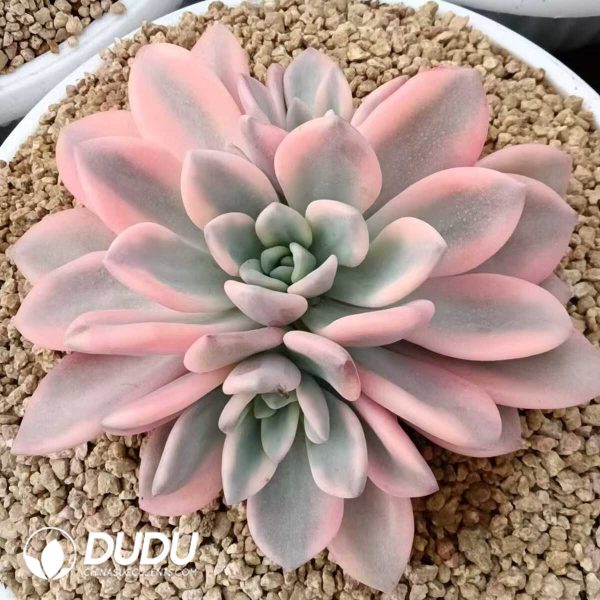 1756130446-1750411078-e201.jpg Graptoveria Opalina Variegated Red - Image 1