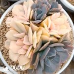 Echeveria Exotic Variegated Clustering