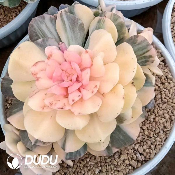 Echeveria Exotic Variegated Clustering - Image 2