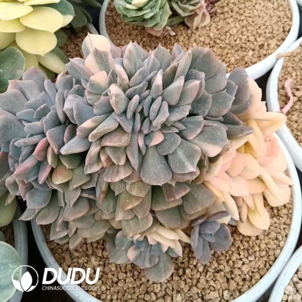 Echeveria Exotic Variegated Cristata - Image 1