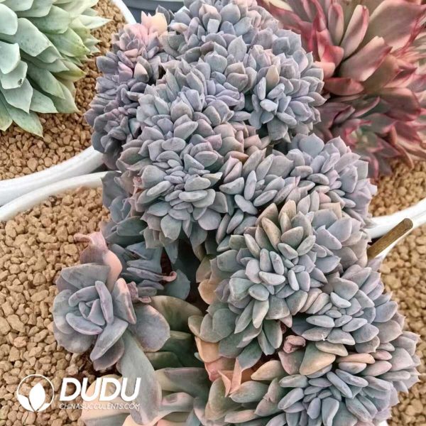 Echeveria Exotic Variegated Cristata - Image 2