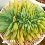 Pachyphytum Ocean Song Cristata