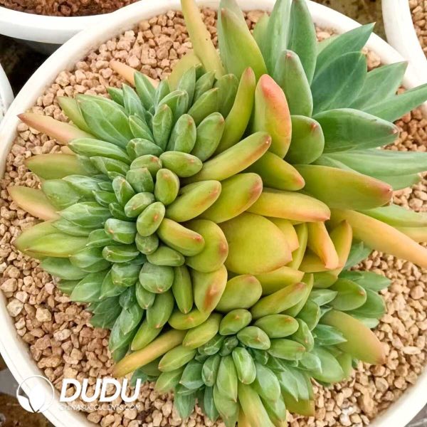 Pachyphytum Ocean Song Cristata - Image 2