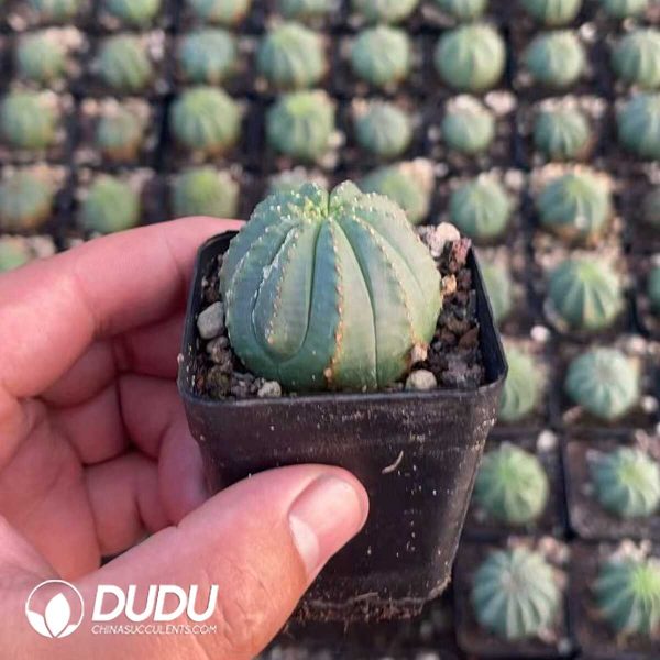 1756130463-1750411973-e202.jpg Thailand Euphorbia obesa Hook. f. - Image 2