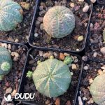 Euphorbia Bbesa