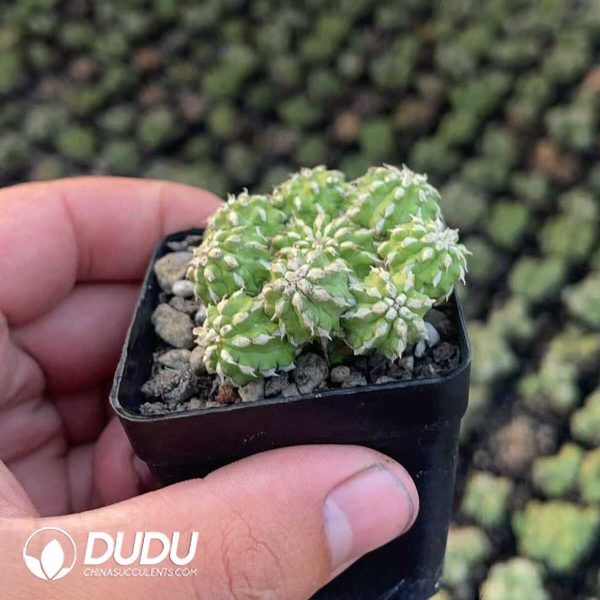 (Seed Grown)Euphorbia Sepulta - Image 1