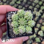 (Seed Grown)Euphorbia Sepulta - Image 2