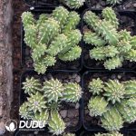 (Seed Grown)Euphorbia Sepulta - Image 3