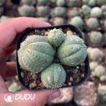 Euphorbia Obesa Hook. f. Cluster