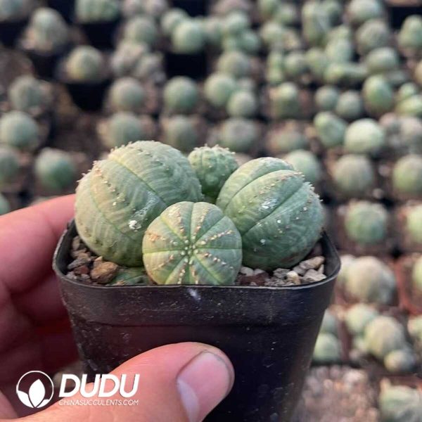 1756130481-1750412050-e202.jpg Euphorbia Obesa Hook. f. Cluster - Image 2