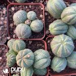 Euphorbia Obesa Hook. f. Cluster - Image 3