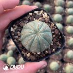 Euphorbia Bbesa