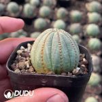 Euphorbia Bbesa - Image 2