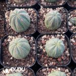 Euphorbia Bbesa - Image 3