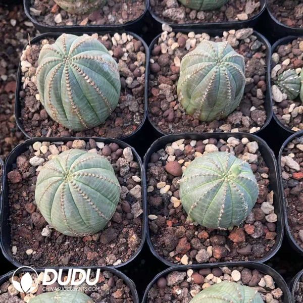 1756130487-1750412070-e203.jpg Euphorbia Bbesa - Image 3