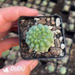 Euphorbia Obesa Kikko