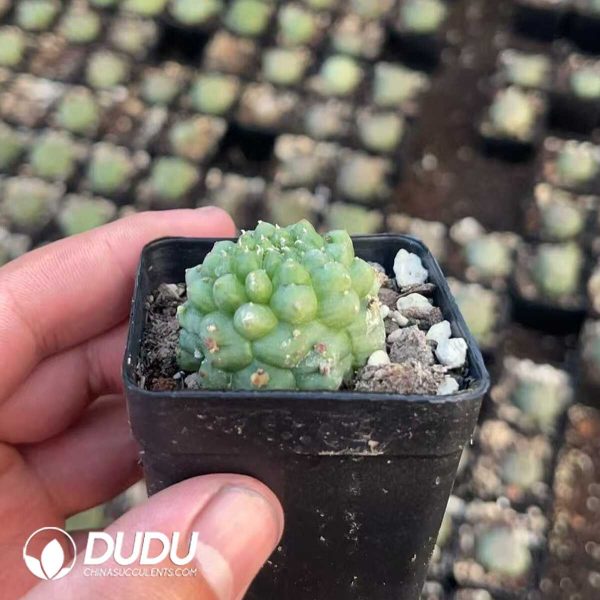 1756130491-1750412085-e202.jpg Euphorbia Obesa Kikko - Image 2