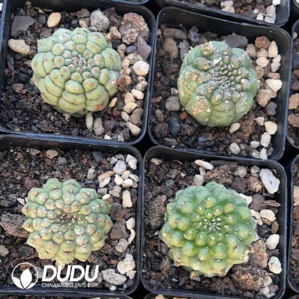 1756130492-1750412088-e203.jpg Euphorbia Obesa Kikko - Image 3