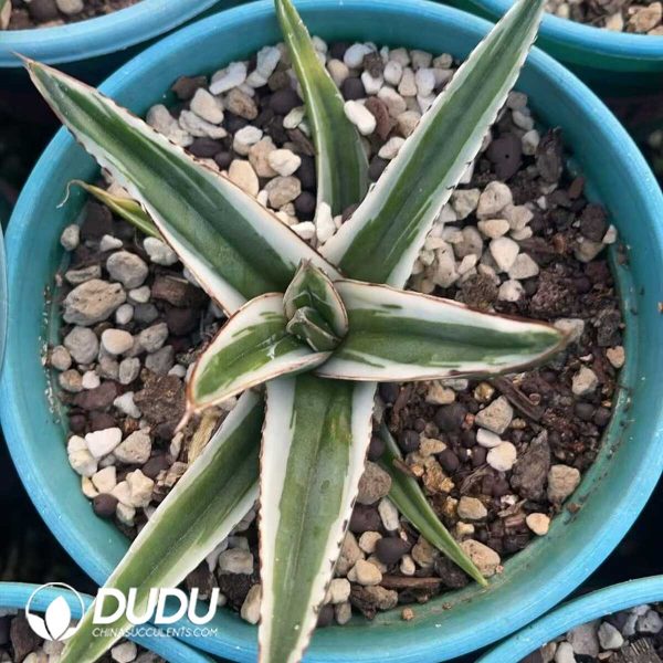 1756130496-1750412119-e201.jpg Agave White Rhino Variegated - Image 1
