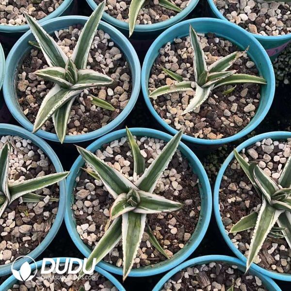 1756130497-1750412126-e202.jpg Agave White Rhino Variegated - Image 2