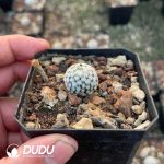 Mammillaria Sanchez-Mejoradae - Image 2
