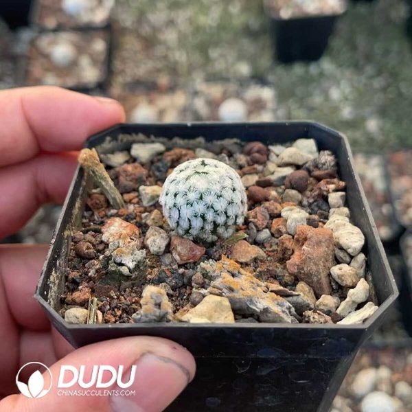 1756130507-1750412162-e202.jpg Mammillaria Sanchez-Mejoradae - Image 2