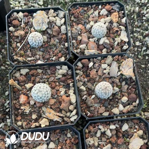 1756130508-1750412167-e203.jpg Mammillaria Sanchez-Mejoradae - Image 3