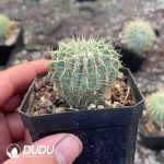 Cactus Lion King