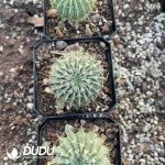 Cactus Lion King - Image 2