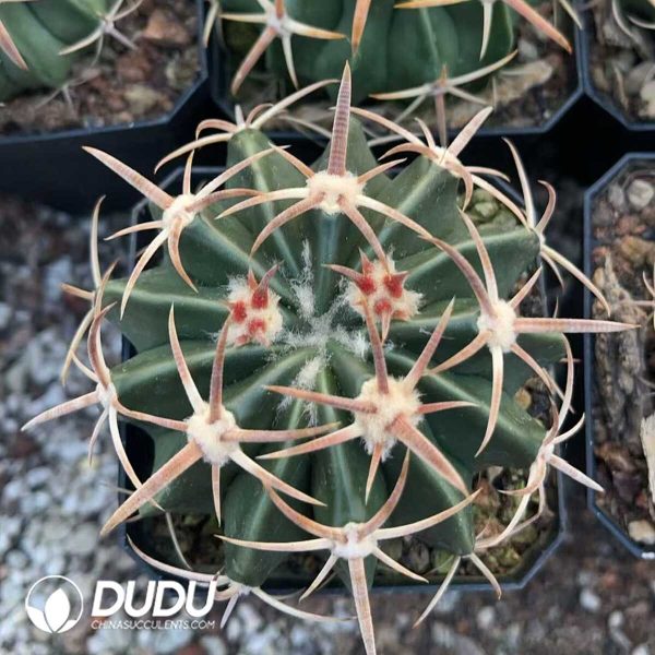 1756130513-1750412183-e201.jpg Echinocactus Texensis Wu Zang - Image 1