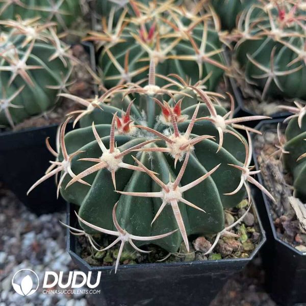 1756130515-1750412188-e202.jpg Echinocactus Texensis Wu Zang - Image 2