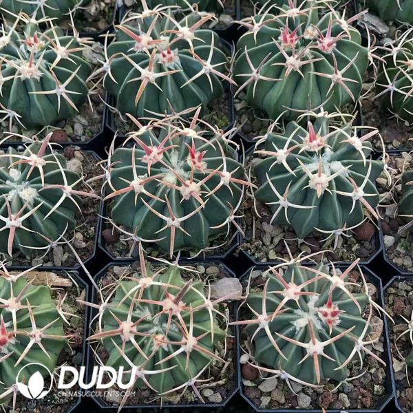 1756130516-1750412192-e203.jpg Echinocactus Texensis Wu Zang - Image 3