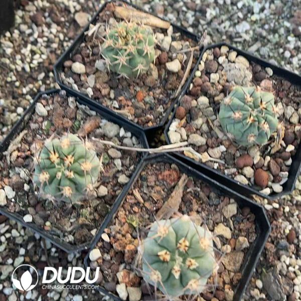 1756130520-1750412216-e203.jpg Echinopsis Glaucina - Image 3