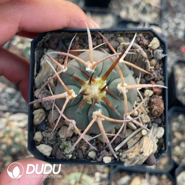 1756130526-1750412254-e201.jpg Gymnocalycium Cardenasianum - Image 1