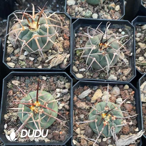 1756130529-1750412269-e203.jpg Gymnocalycium Cardenasianum - Image 3
