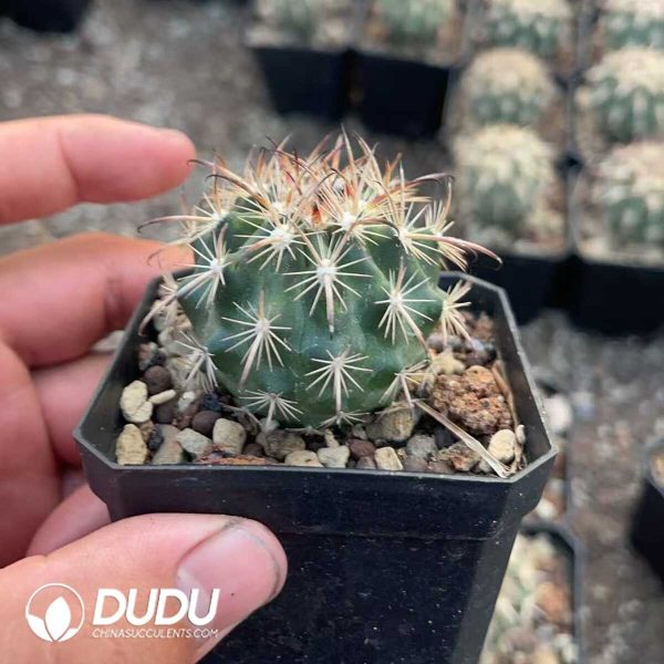 1756130537-1750412291-e202.jpg Austrocactus Coxii - Image 2