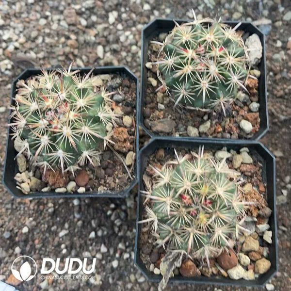 1756130538-1750412294-e203.jpg Austrocactus Coxii - Image 3