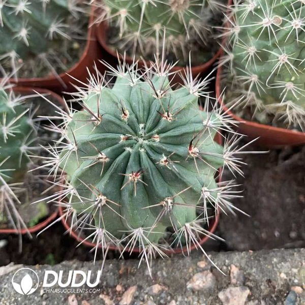 Cactus Anemone - Image 1