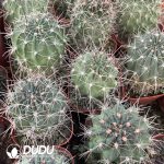 Cactus Anemone - Image 3