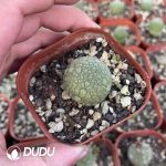 (Seed Grown)Pseudolithos Migiurtinus