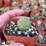 (Seed Grown)Pseudolithos Migiurtinus - Image 2