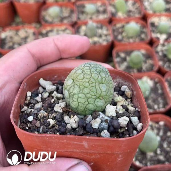 (Seed Grown)Pseudolithos Migiurtinus - Image 2