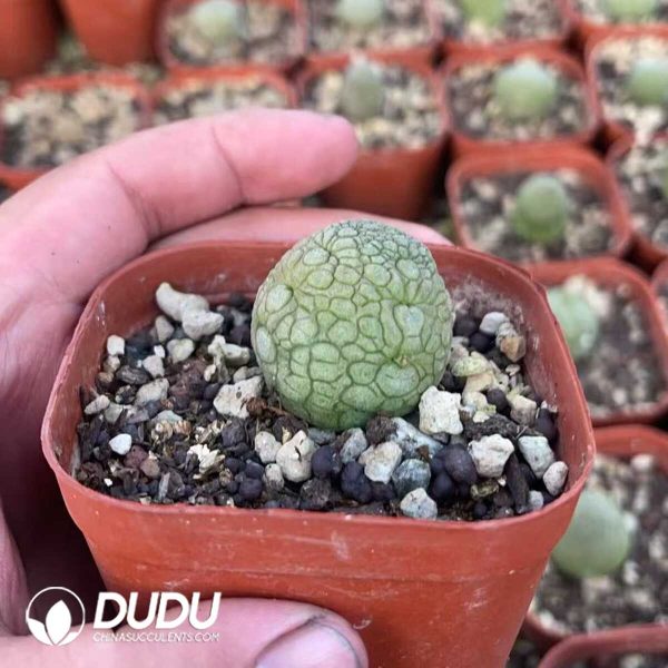 1756130553-1750412347-e202.jpg Pseudolithos Migiurtinus - Image 2