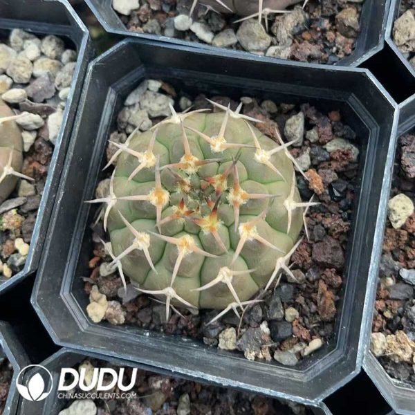 1756130555-1750412361-e201.jpg Gymnocalycium Quehlianum - Image 1
