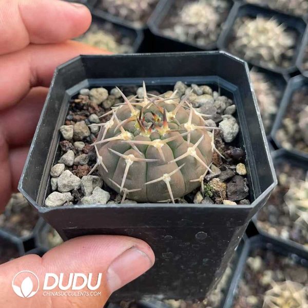 1756130557-1750648476-e-2.jpg Gymnocalycium Quehlianum - Image 2