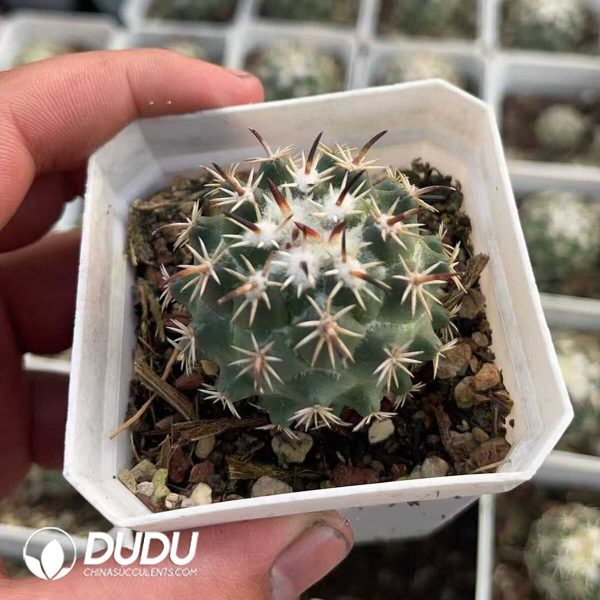 1756130558-1750412371-e201.jpg Coryphantha Tripugionacantha - Image 1