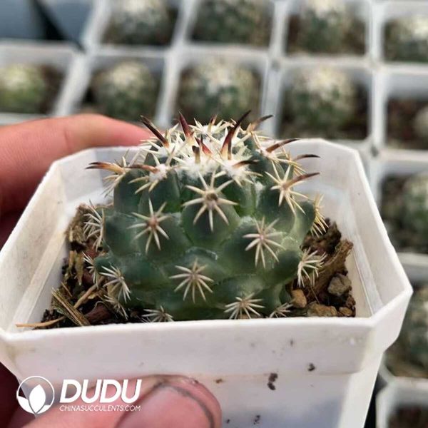 1756130560-1750412377-e202.jpg Coryphantha Tripugionacantha - Image 2